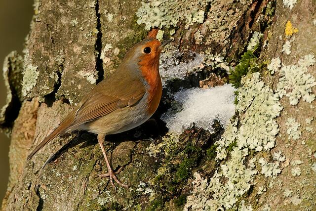 Rotkehlchen | Foto: Copyright Andreas Schäfer