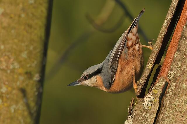 Kleiber | Foto: Copyright Andreas Schäfer