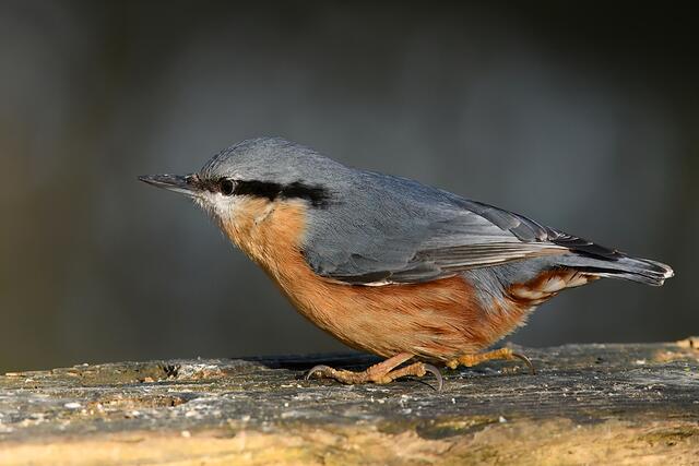 Kleiber | Foto: Copyright Andreas Schäfer