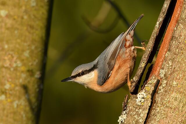 Kleiber | Foto: Copyright Andreas Schäfer