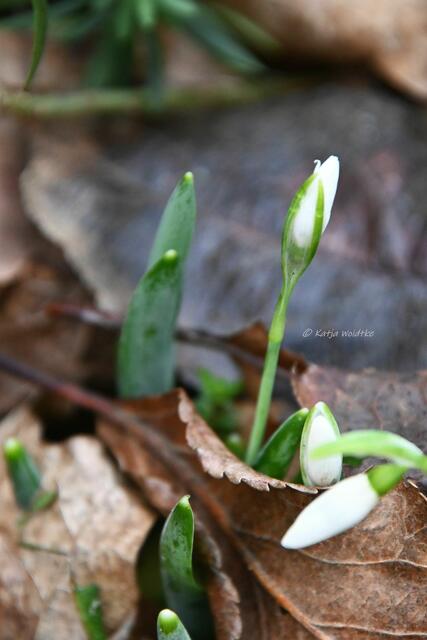 Garten im Jahreslauf - Träumereien im Januar (Foto: Katja Woidtke)

Schneeglöckchen (Galanthus) | Foto: Katja Woidtke