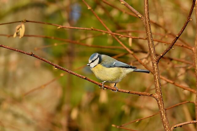 Blaumeise | Foto: Copyright Andreas Schäfer