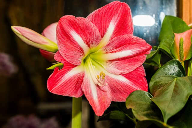 Blumen Eichele Friedberg | Foto: FSeventfoto