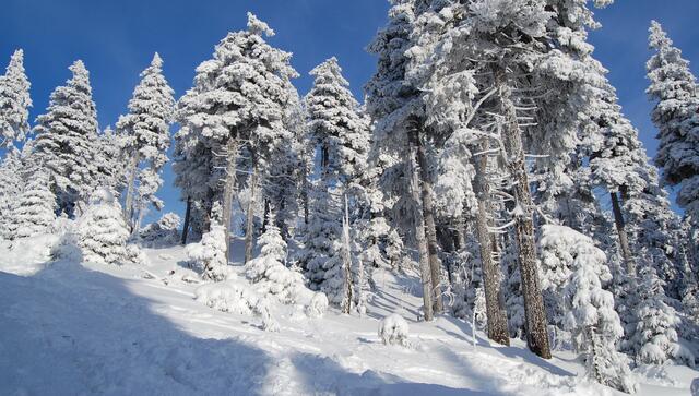 Nicht selten geht es dabei durch schönste Winterlandschaften, die märchenhaft anmuten. 