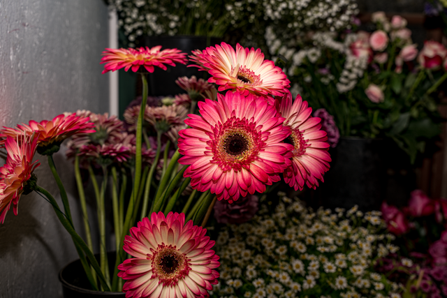 Blumen Eichele Friedberg | Foto: FSeventfoto