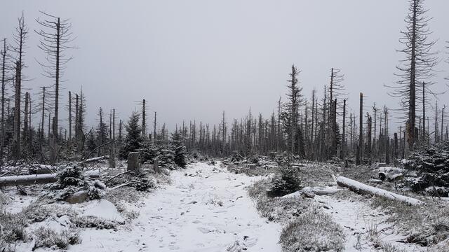 Aber der Wald regeneriert sich im Nationalpark von allein. Die sich selbst ausgesamten jungen Fichten wachsen schnell und werden in vielleicht drei Jahrzehnten einen neuen dichten Wald bilden.
