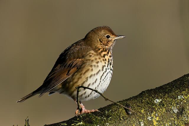 Singdrossel | Foto: Copyright Andreas Schäfer