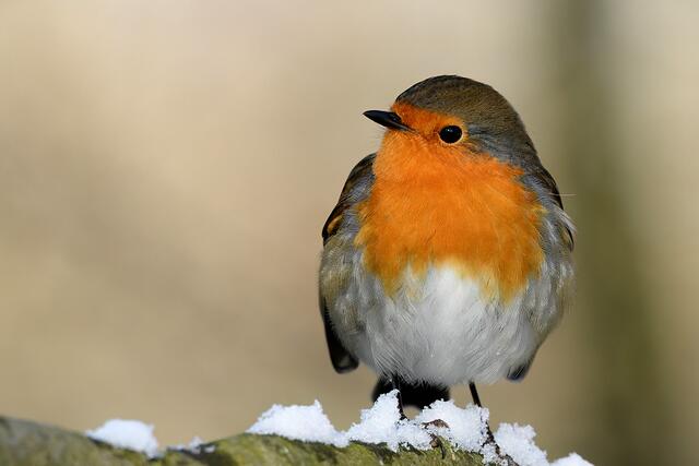 Rotkehlchen | Foto: Copyright Andreas Schäfer