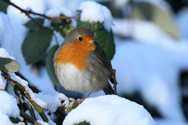 Rotkehlchen | Foto: Copyright Andreas Schäfer