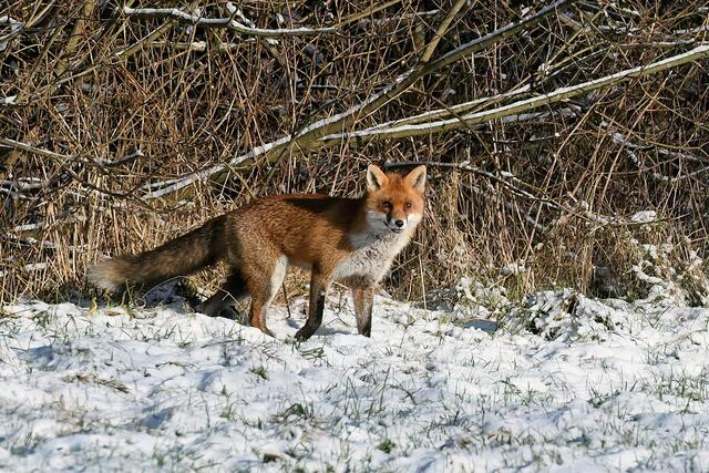 Foto: Copyright Andreas Schäfer