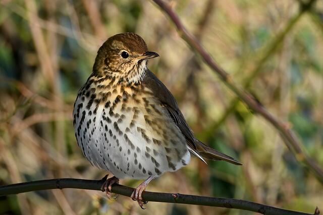 Singdrossel | Foto: Copyright Andreas Schäfer