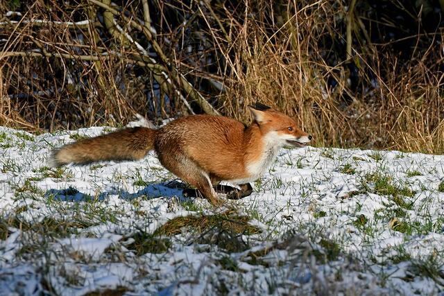 Foto: Copyright Andreas Schäfer