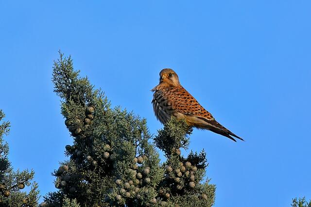 Turmfalke | Foto: Copyright Andreas Schäfer