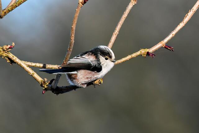 Schwanzmeise | Foto: Copyright Andreas Schäfer