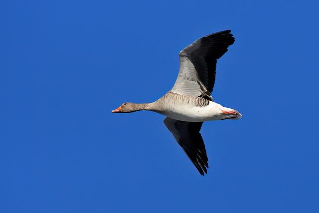 Graugans | Foto: Copyright Andreas Schäfer