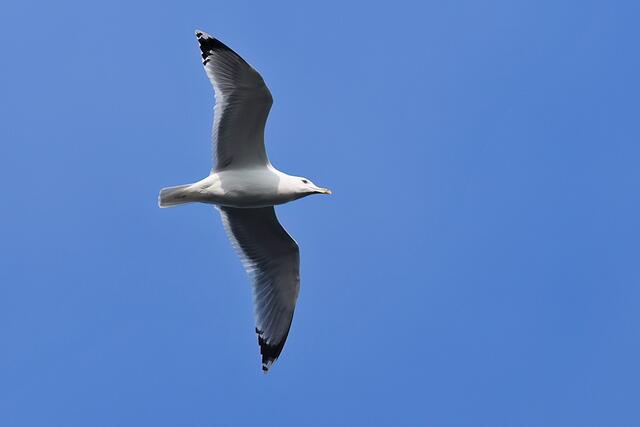 Möwe | Foto: Copyright Andreas Schäfer