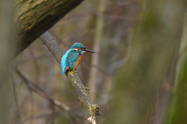 Foto: Copyright Andreas Schäfer