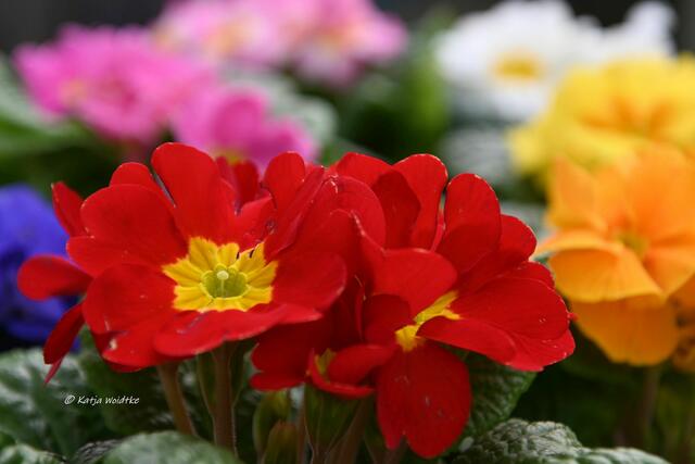 Garten im Jahreslauf - Träumereien im Januar (Foto: Katja Woidtke)

Farbkleckse mit kunterbunten Primeln | Foto: Katja Woidtke