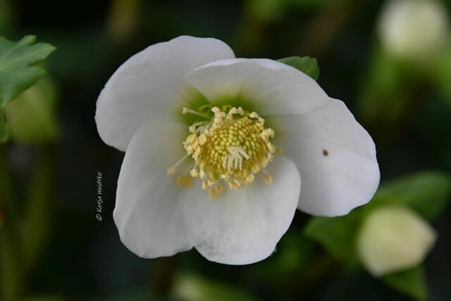 Garten im Jahreslauf - Träumereien im Januar (Foto: Katja Woidtke)

Schneerose (Helleborus niger) | Foto: Katja Woidtke
