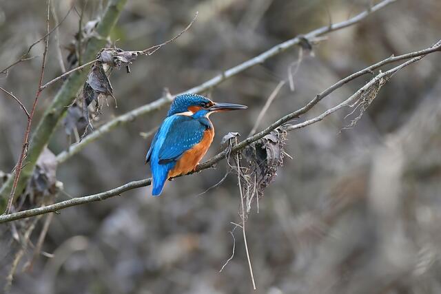 Foto: Copyright Andreas Schäfer