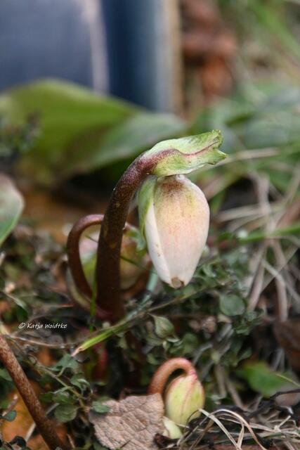 Garten im Jahreslauf - Träumereien im Januar (Foto: Katja Woidtke)

Schneerose (Helleborus niger) | Foto: Katja Woidtke