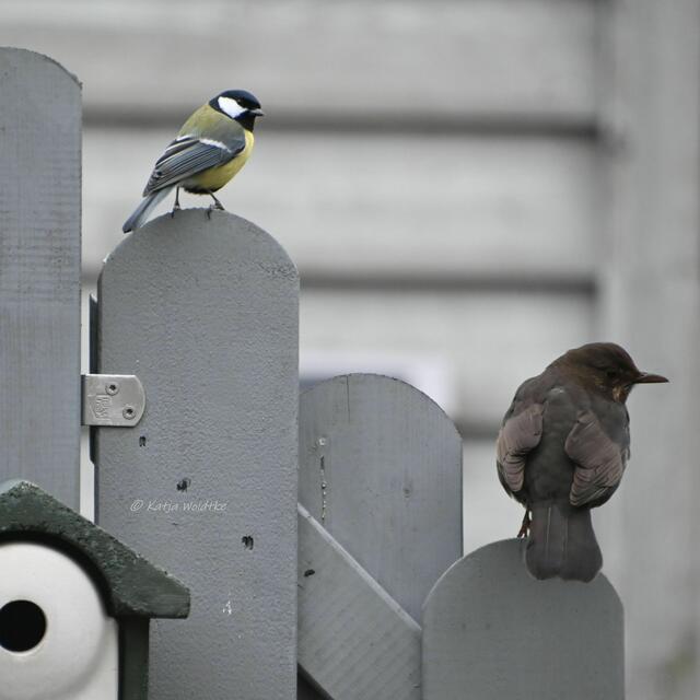 Garten im Jahreslauf - Träumereien im Januar (Foto: Katja Woidtke)

Kohlmeise und Amsel warten auf neues Futter | Foto: Katja Woidtke