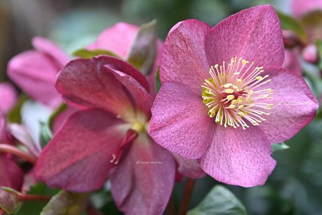 Garten im Jahreslauf - Träumereien im Januar (Foto: Katja Woidtke)

Schneerose - HGC® ICE N' ROSES® RED (Helleborus x glandorfensis) | Foto: Katja Woidtke