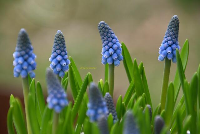 Garten im Jahreslauf - Träumereien im Januar (Foto: Katja Woidtke)

Perlhyazinthen (Muscari) "Big Smile" | Foto: Katja Woidtke