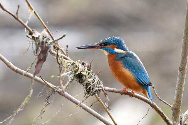 Foto: Copyright Andreas Schäfer