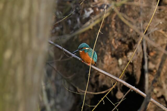 Foto: Copyright Andreas Schäfer