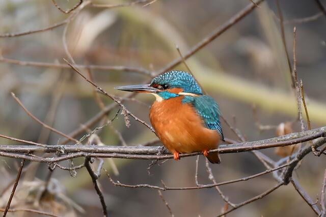 Foto: Copyright Andreas Schäfer