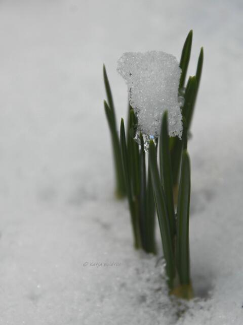 Garten im Jahreslauf - Träumereien im Januar (Foto: Katja Woidtke)

Eiszeit trifft Krokus | Foto: Katja Woidtke