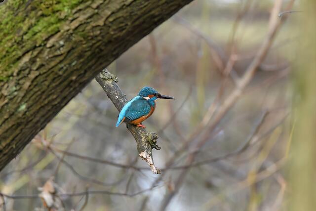 Foto: Copyright Andreas Schäfer