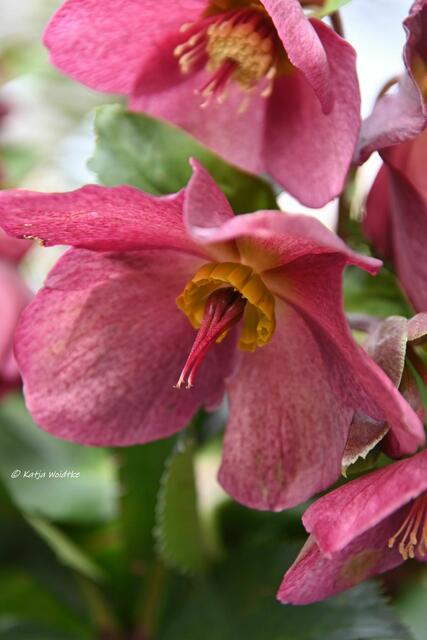 Garten im Jahreslauf - Träumereien im Januar (Foto: Katja Woidtke)

Schneerose - HGC® ICE N' ROSES® RED (Helleborus x glandorfensis) | Foto: Katja Woidtke