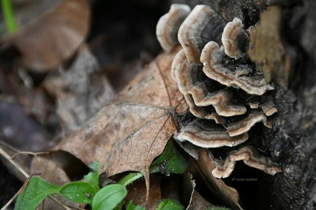 Garten im Jahreslauf - Träumereien im Januar (Foto: Katja Woidtke)

Baumpilz | Foto: Katja Woidtke