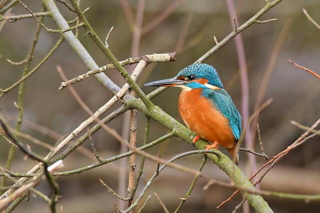 Foto: Copyright Andreas Schäfer