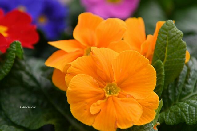 Garten im Jahreslauf - Träumereien im Januar (Foto: Katja Woidtke)

Kunterbunte Primeln in den Farben des Regenbogens | Foto: Katja Woidtke