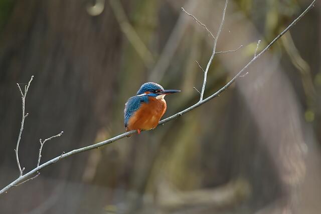 Foto: Copyright Andreas Schäfer