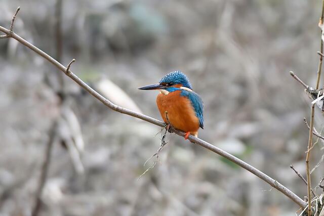 Foto: Copyright Andreas Schäfer