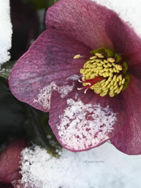Garten im Jahreslauf - Träumereien im Januar (Foto: Katja Woidtke)

Schneerose - HGC® ICE N' ROSES® RED (Helleborus x glandorfensis) | Foto: Katja Woidtke