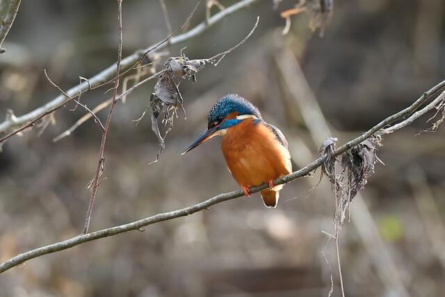 Foto: Copyright Andreas Schäfer