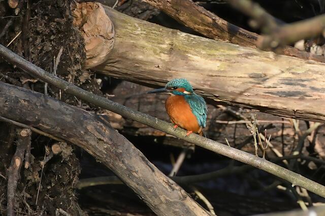 Foto: Copyright Andreas Schäfer