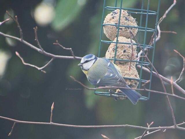 Garten im Jahreslauf - Träumereien im Januar (Foto: Katja Woidtke)

Blaumeise (Cyanistes caeruleus) | Foto: Katja Woidtke