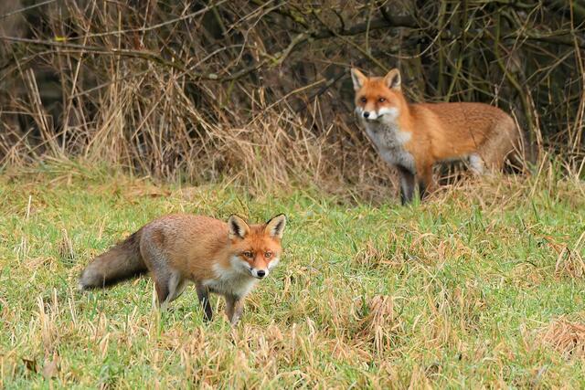 Foto: Copyright Andreas Schäfer
