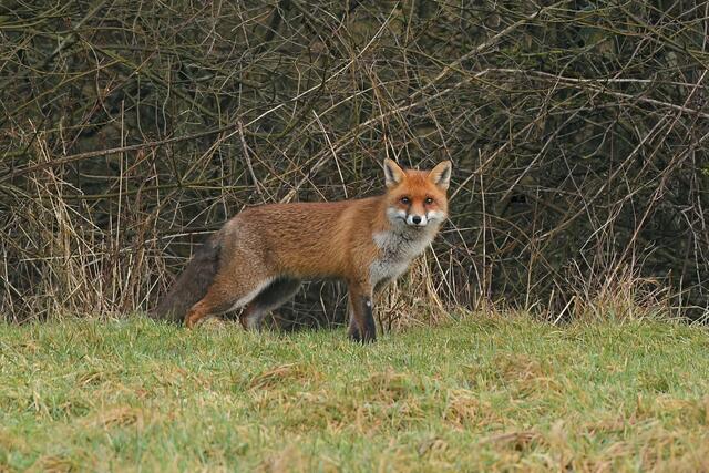 Foto: Copyright Andreas Schäfer