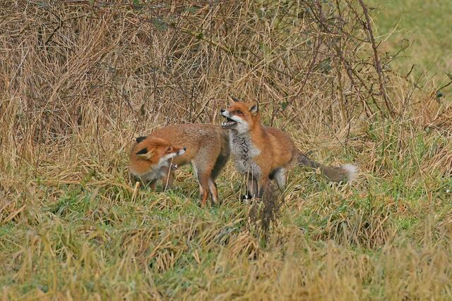Foto: Copyright Andreas Schäfer