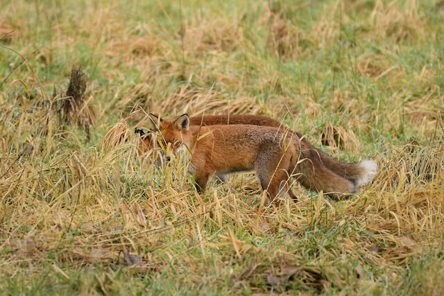 Foto: Copyright Andreas Schäfer