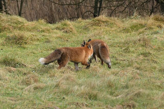 Foto: Copyright Andreas Schäfer