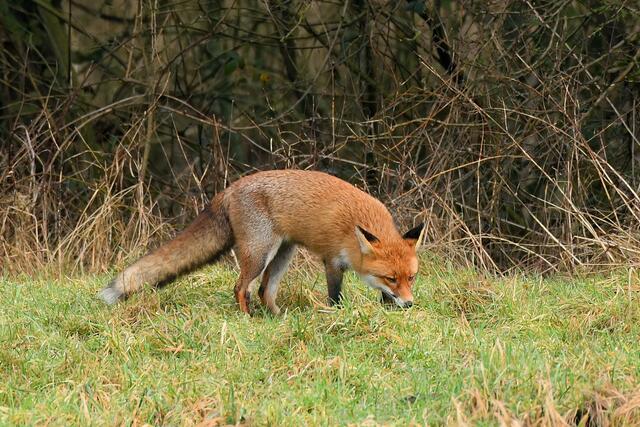 Foto: Copyright Andreas Schäfer