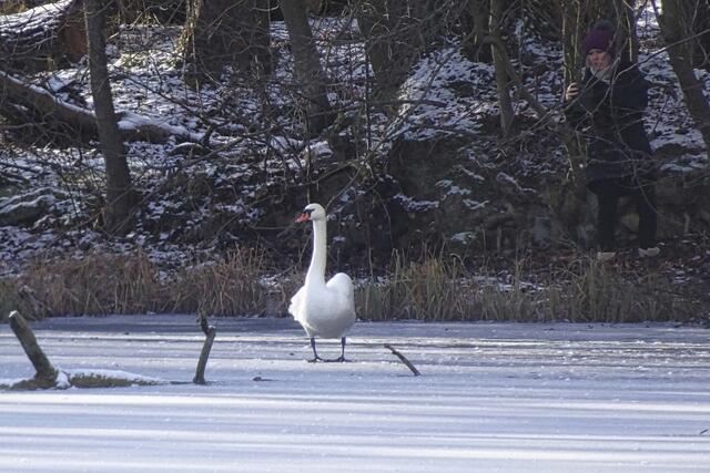 Schwan auf dem Schlossteich